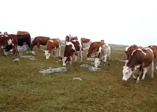 Doğu Anadolu'da Çalınan Hayvanlar Bulundu