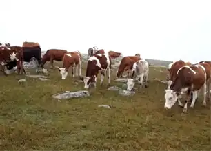 Doğu Anadolu'da Kayıp Hayvanlar Bulundu