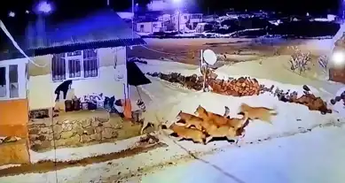Ardahan'da Çoban Köpeğinin Kurtlarla Savaşımı!