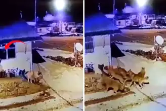 Ardahan'da Dehşet: Kurtlar Köpeğe Saldırdı!