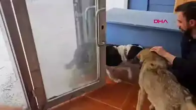 Göle'de Aç Köpekler İşyerlerine Giriyor