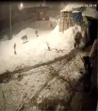 Aç Kurtlar Köylü Köpeklerine Saldırdı!