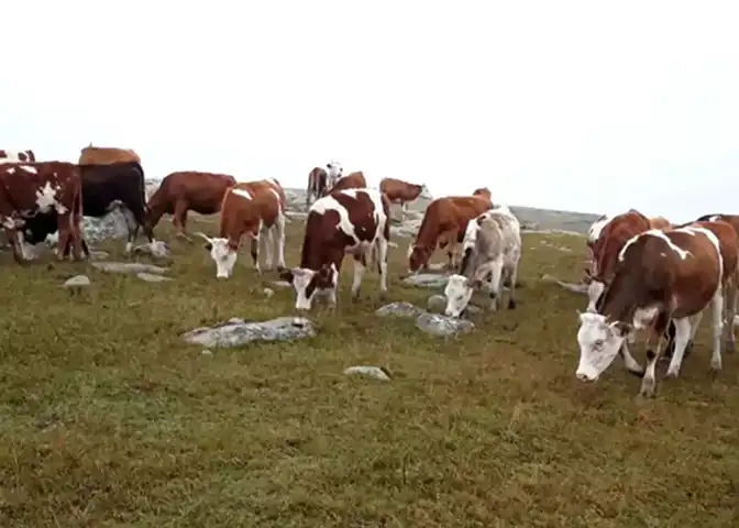 Doğu Anadolu'da Çalınan Hayvanlar Bulundu