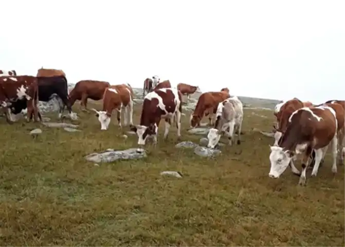 Doğu Anadolu'da Kayıp Hayvanlar Bulundu