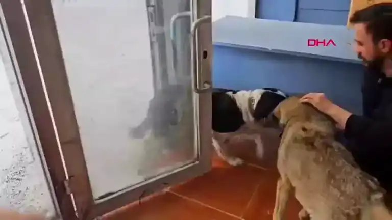 Göle'de Aç Köpekler İşyerlerine Giriyor