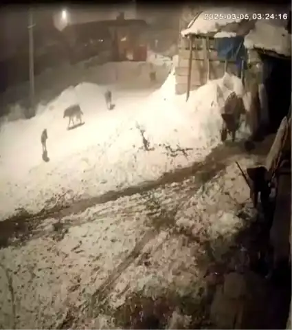 Aç Kurtlar Köylü Köpeklerine Saldırdı!