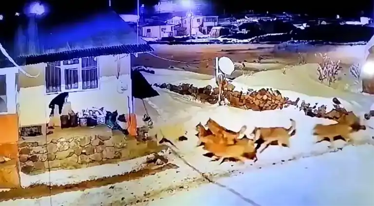 Ardahan'da Çoban Köpeğinin Kurtlarla Mücadelesi